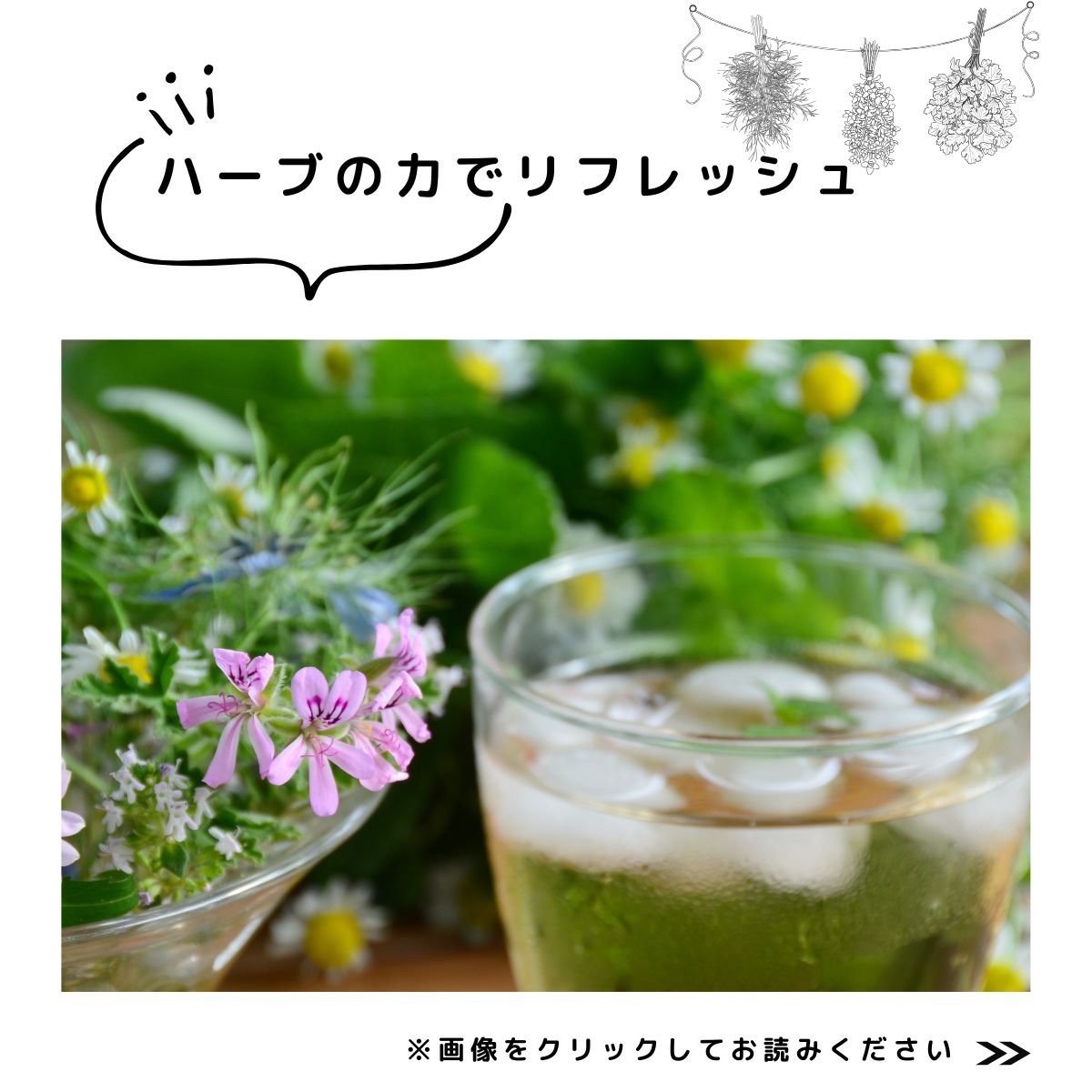 特集　ハーブ