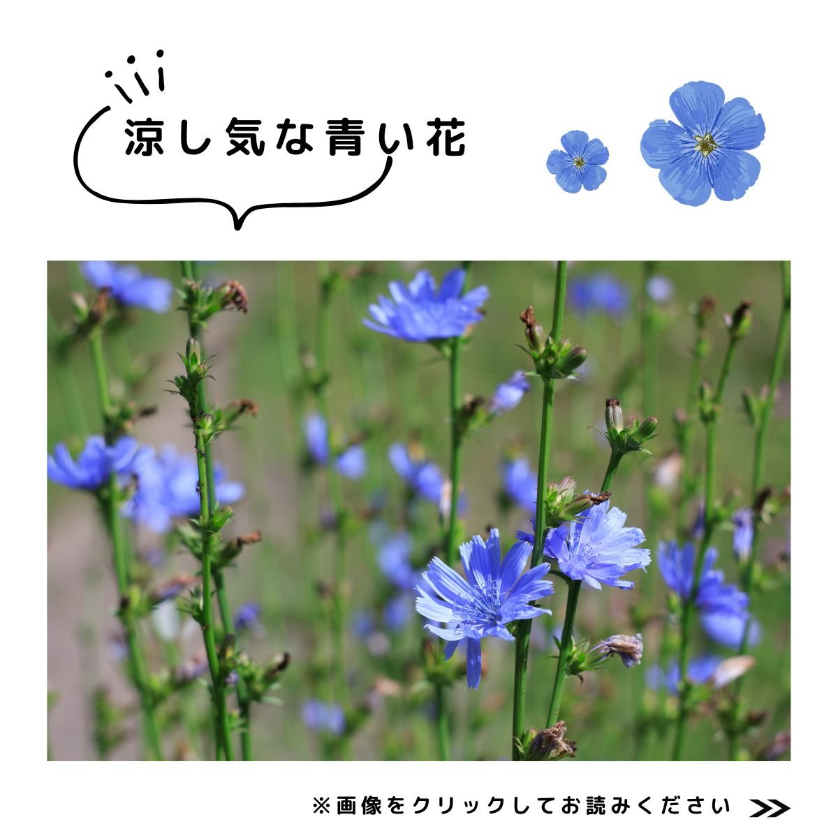 特集　青い花