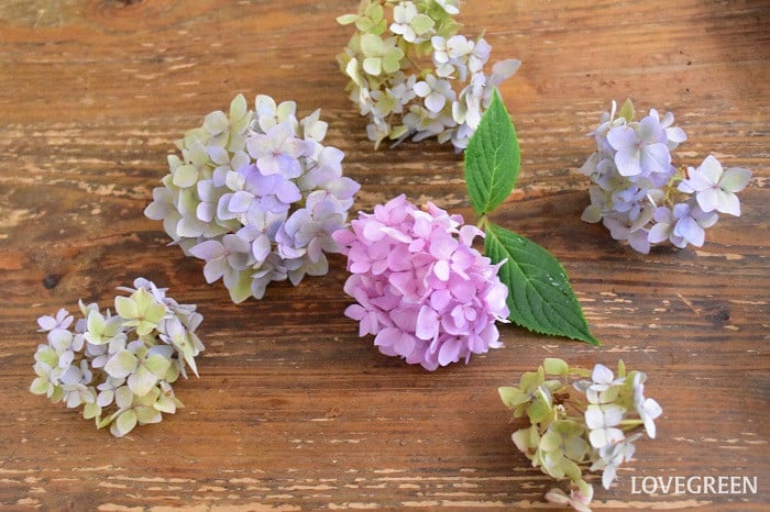 紫陽花　花手水