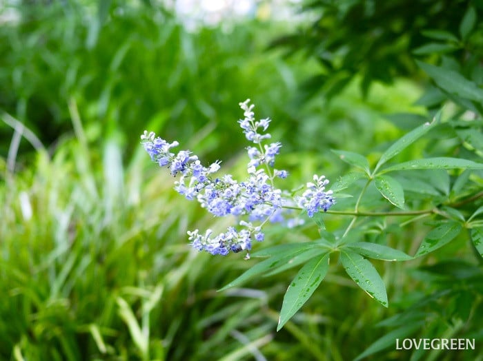 大きくならずに花が楽しめる庭木｜セイヨウニンジンボク