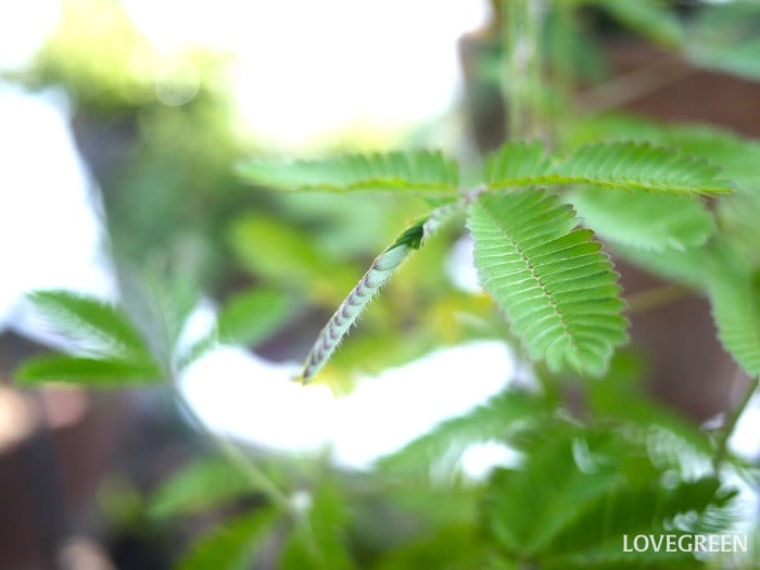 オジギソウ5小 オジギソウ