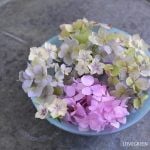 紫陽花　花手水