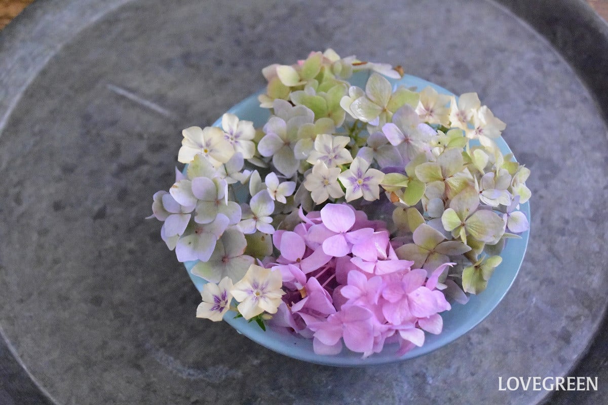 紫陽花の花手水｜剪定した紫陽花の飾り方