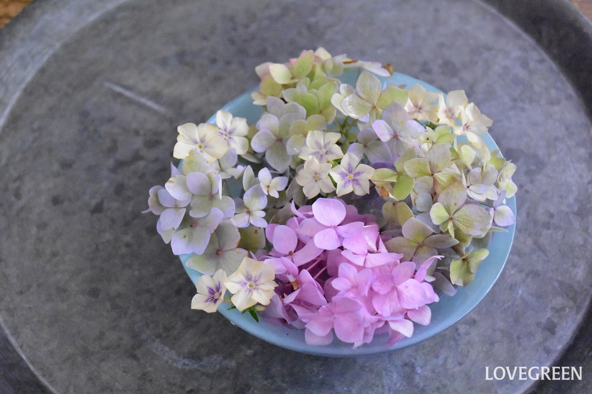 紫陽花の花手水|剪定した紫陽花の飾り方