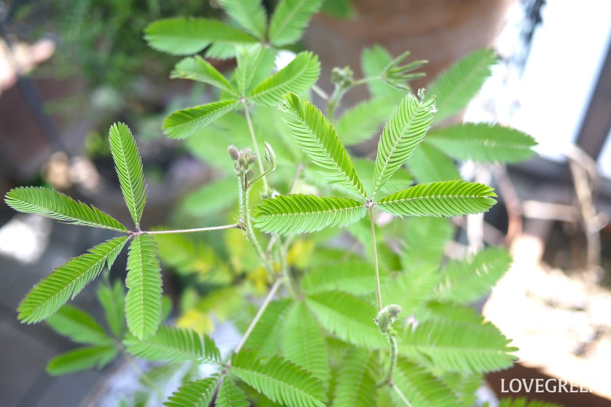 オジギソウはなぜおじぎをするの?種の取り方やミモザとの関係も紹介