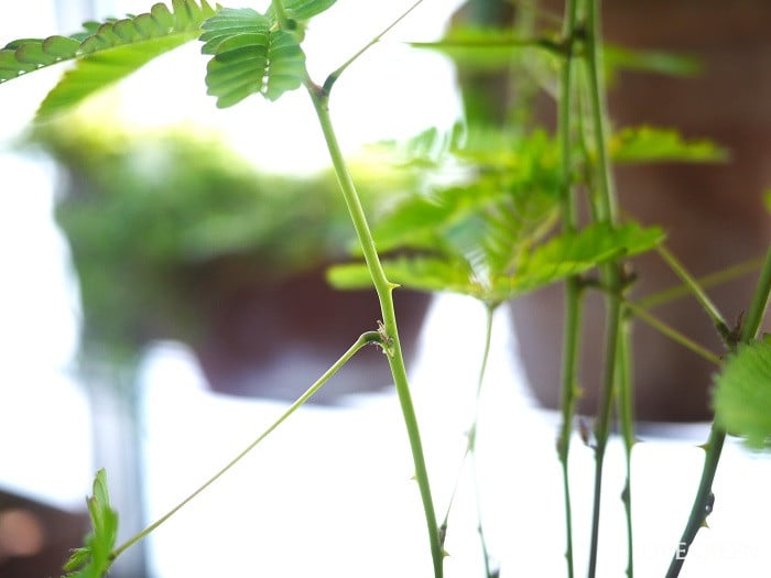 オジギソウは木になる？