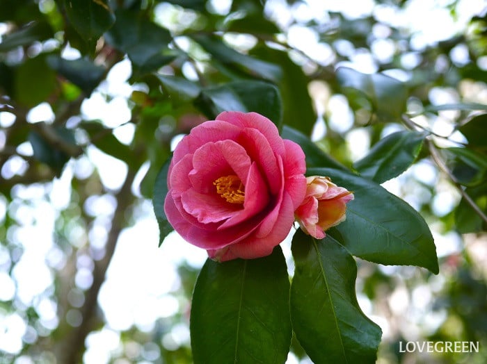 ツバキの英語の花言葉