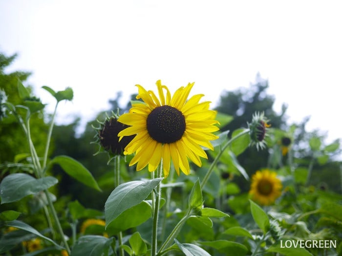 ヒマワリの英語の花言葉