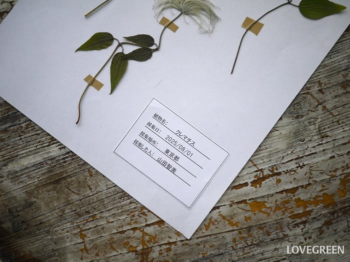 植物標本のラベルの作り方