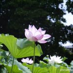 蓮の育て方・栽培方法 | LOVEGREEN(ラブグリーン)