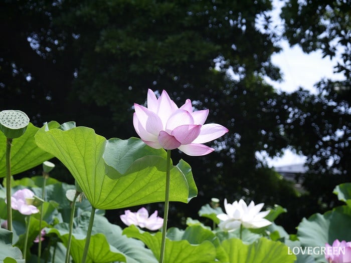 ハス小 ハスの英語の花言葉