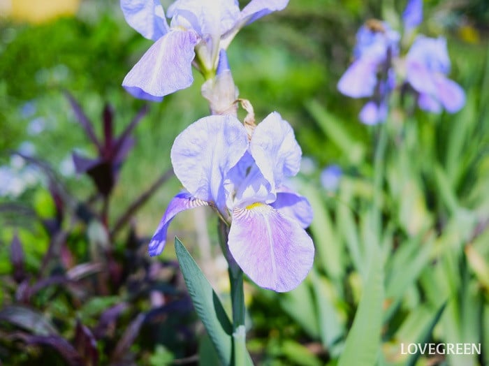 アイリスの英語の花言葉
