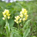 春に花が咲く山野草｜キンラン