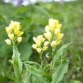 春に花が咲く山野草|キンラン