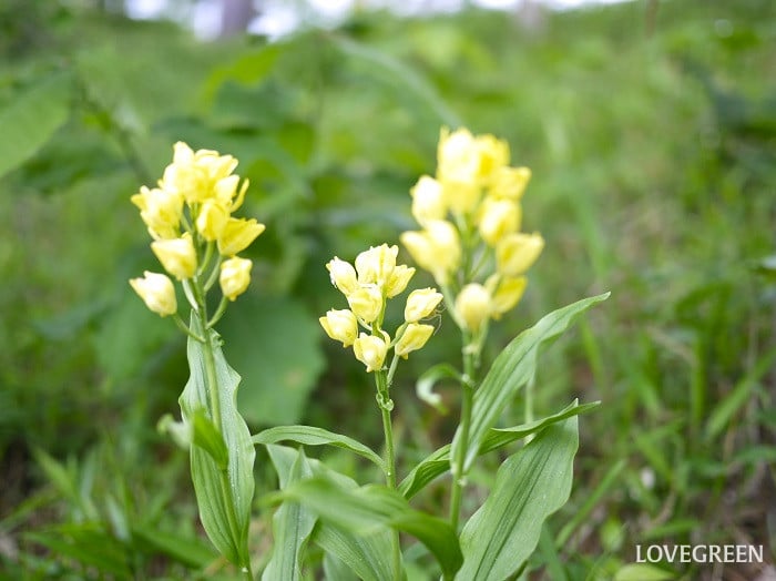春に花が咲く山野草｜キンラン