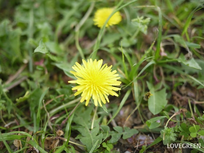 タンポポの英語の花言葉