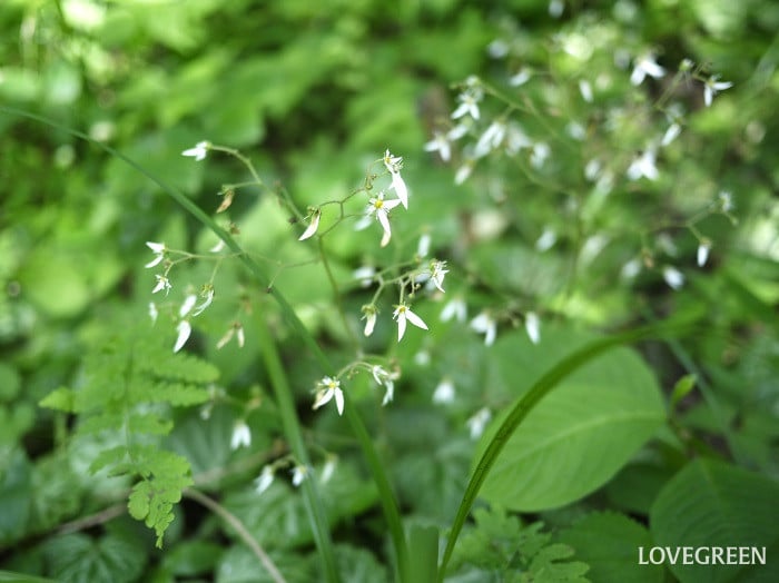 春に花が咲く山野草｜ユキノシタ