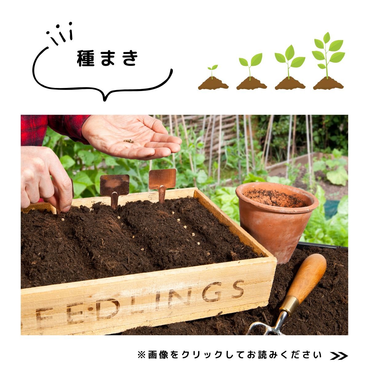 2025　秋の園芸特集