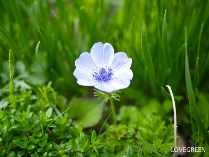 アネモネの英語の花言葉