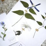 植物標本の作り方