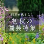 LG特集タイトル