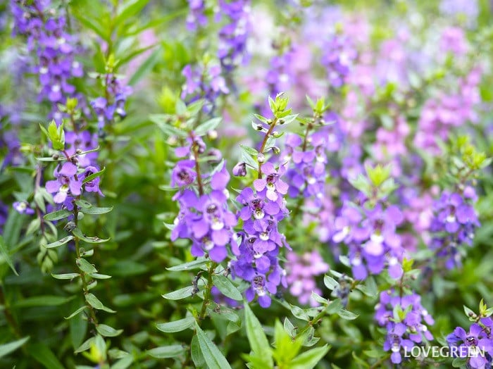 9月の庭で咲く一年草｜アンゲロニア