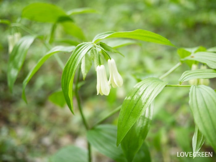 ホウチャクソウ小 春に花が咲く山野草|ホウチャクソウ