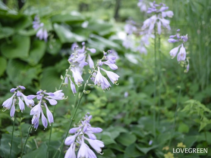 夏に楽しめる山野草｜ギボウシ