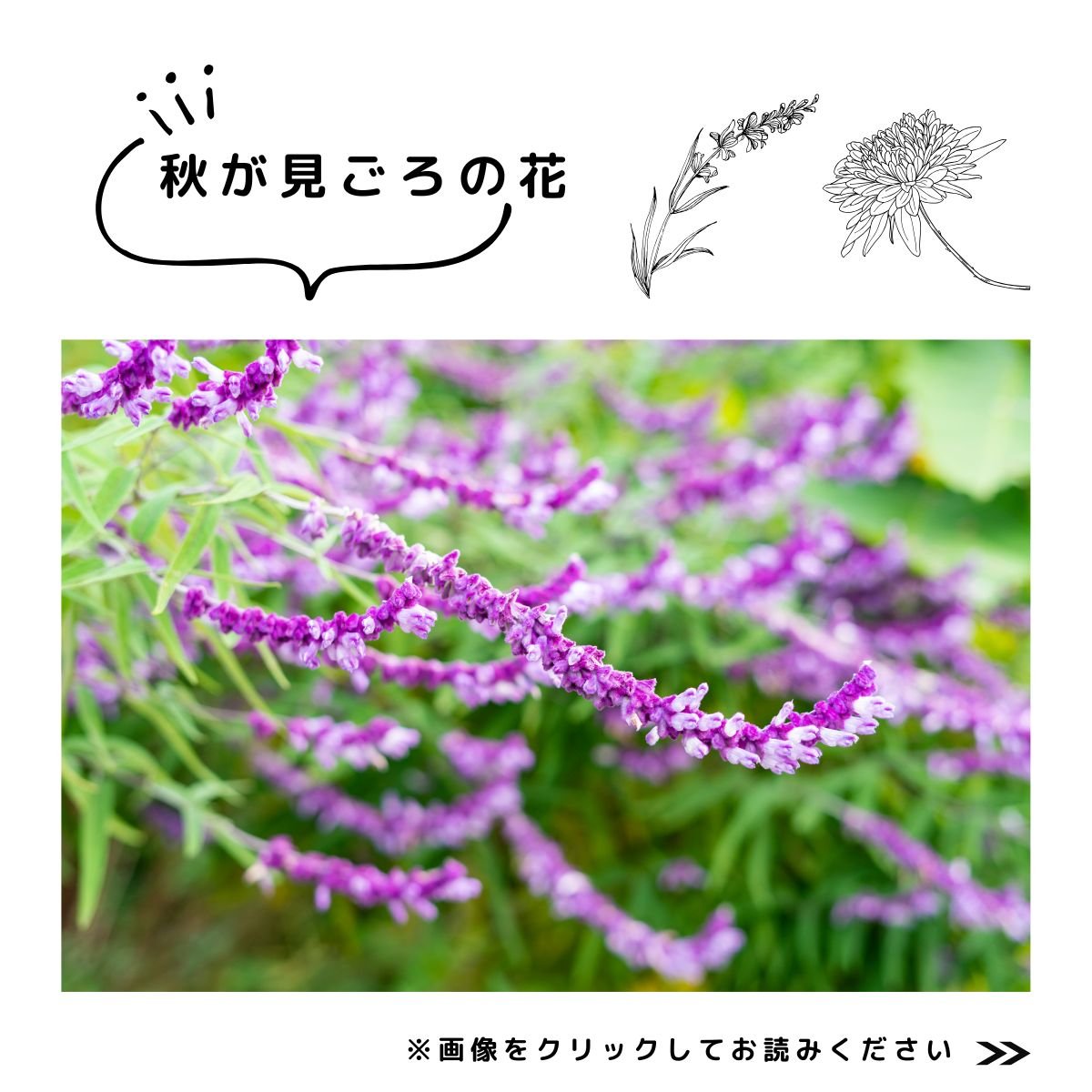 2025秋の園芸特集