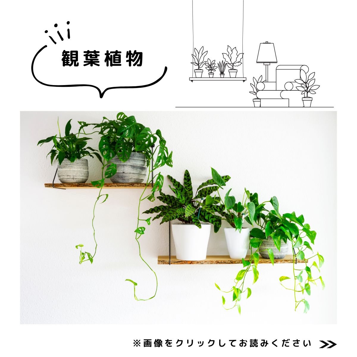 2025　秋の園芸特集