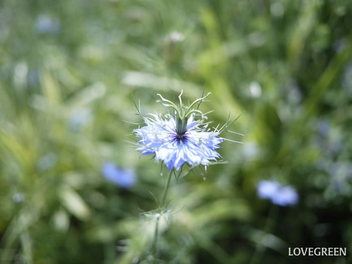 ニゲラの英語の花言葉