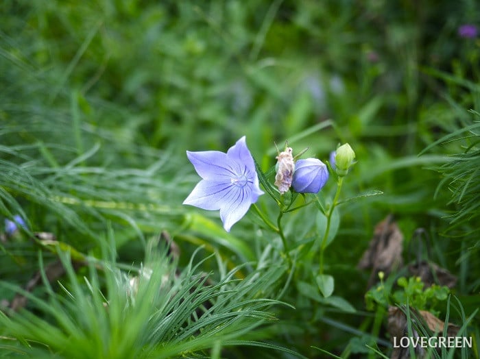 夏に楽しめる山野草｜キキョウ
