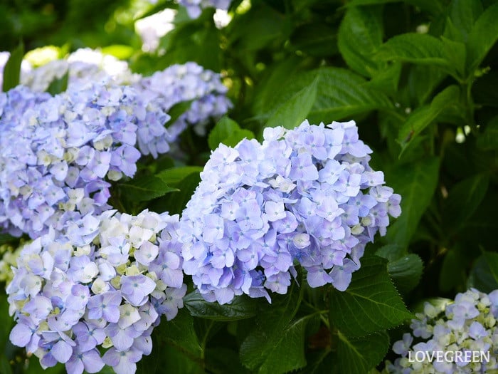 アジサイの英語の花言葉