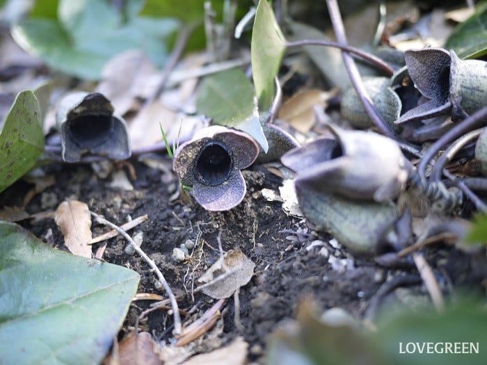 カンアオイ小 カンアオイ