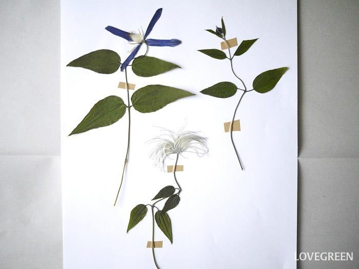 植物標本とは