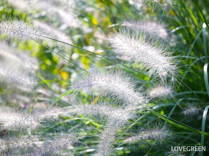 9月の庭で咲く多年草｜ペニセタム