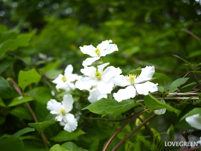 クレマチスの英語の花言葉