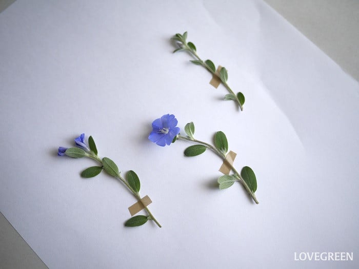 植物標本作りのコツと注意点