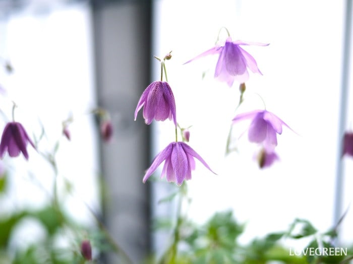 春に花が咲く山野草｜フウリンオダマキ