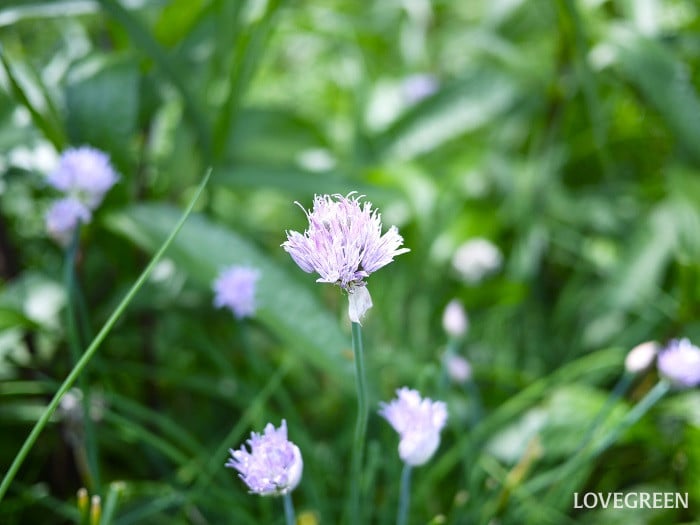 チャイブの英語の花言葉
