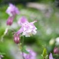 英語の花言葉一覧