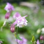 英語の花言葉一覧