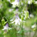 山野草の種類一覧