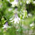 山野草の種類一覧