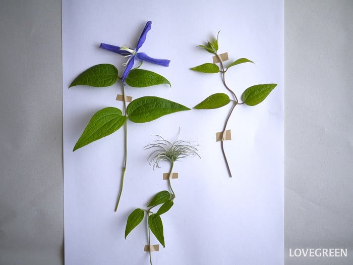 植物標本の作り方