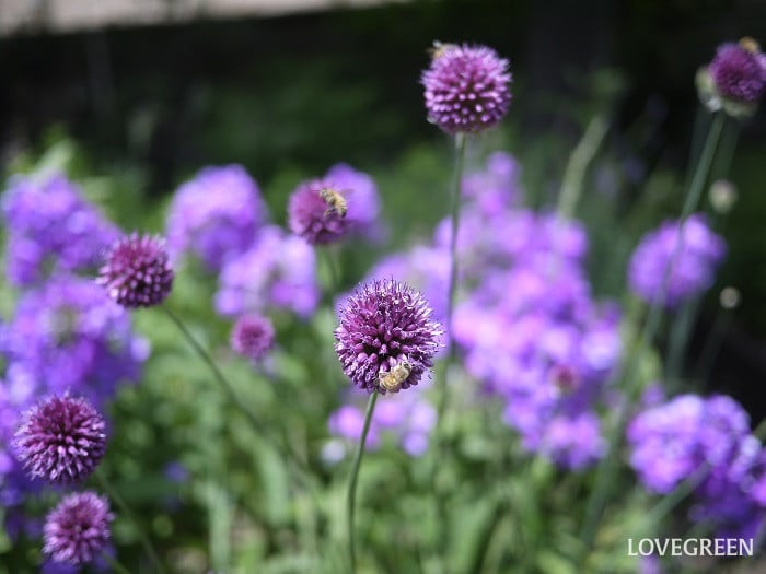 アリウムの英語の花言葉