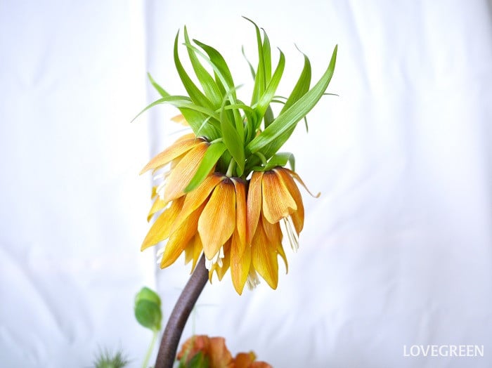 フリチラリア・インペリアリスの英語の花言葉