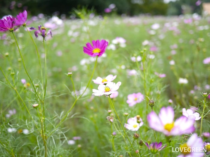 9月の庭で咲く一年草｜コスモス
