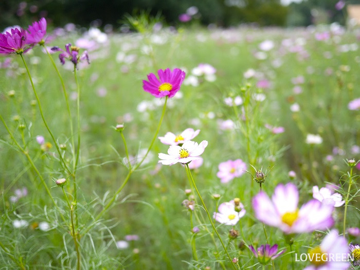 コスモス小 コスモス