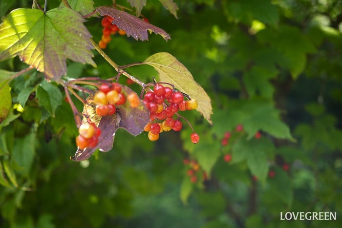 9月の庭で咲く花や花木と秋の準備の庭仕事